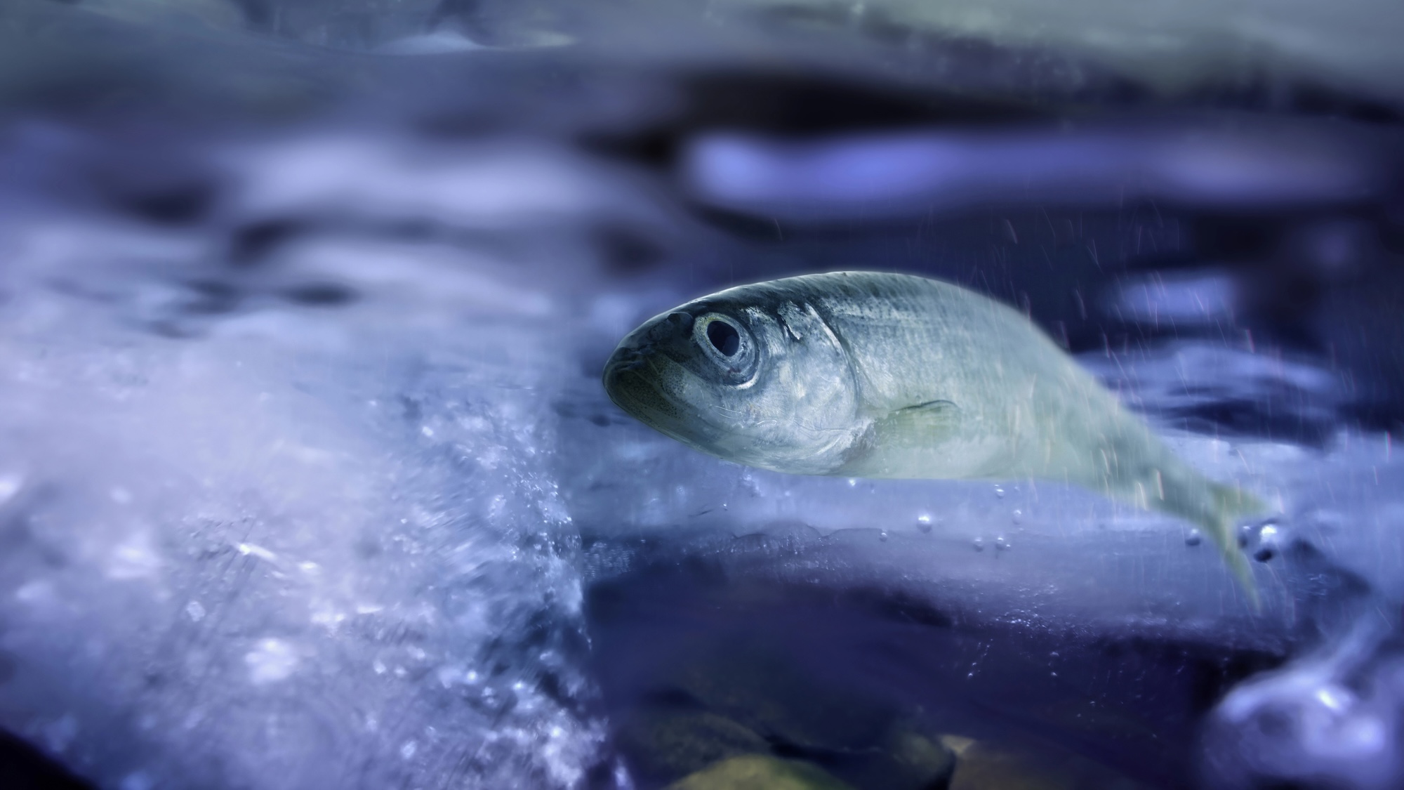 Smelt fish under ice. Fish spawning in river. Pacific smelt