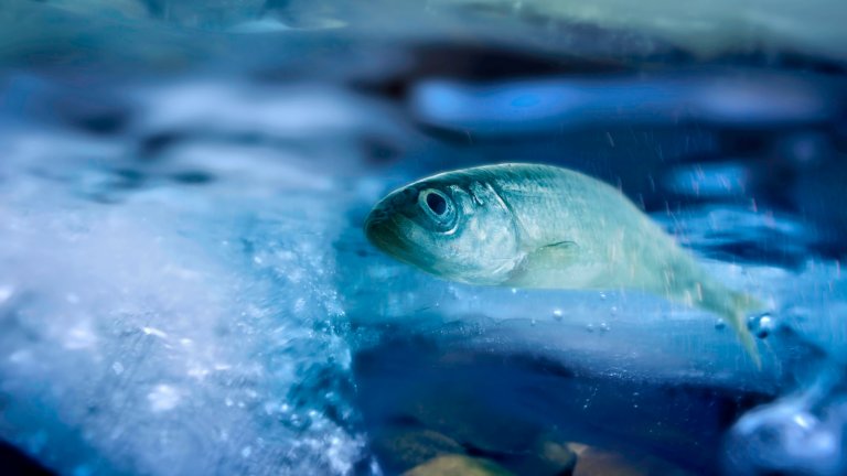 Smelt fish under ice. Fish spawning in river. Pacific smelt