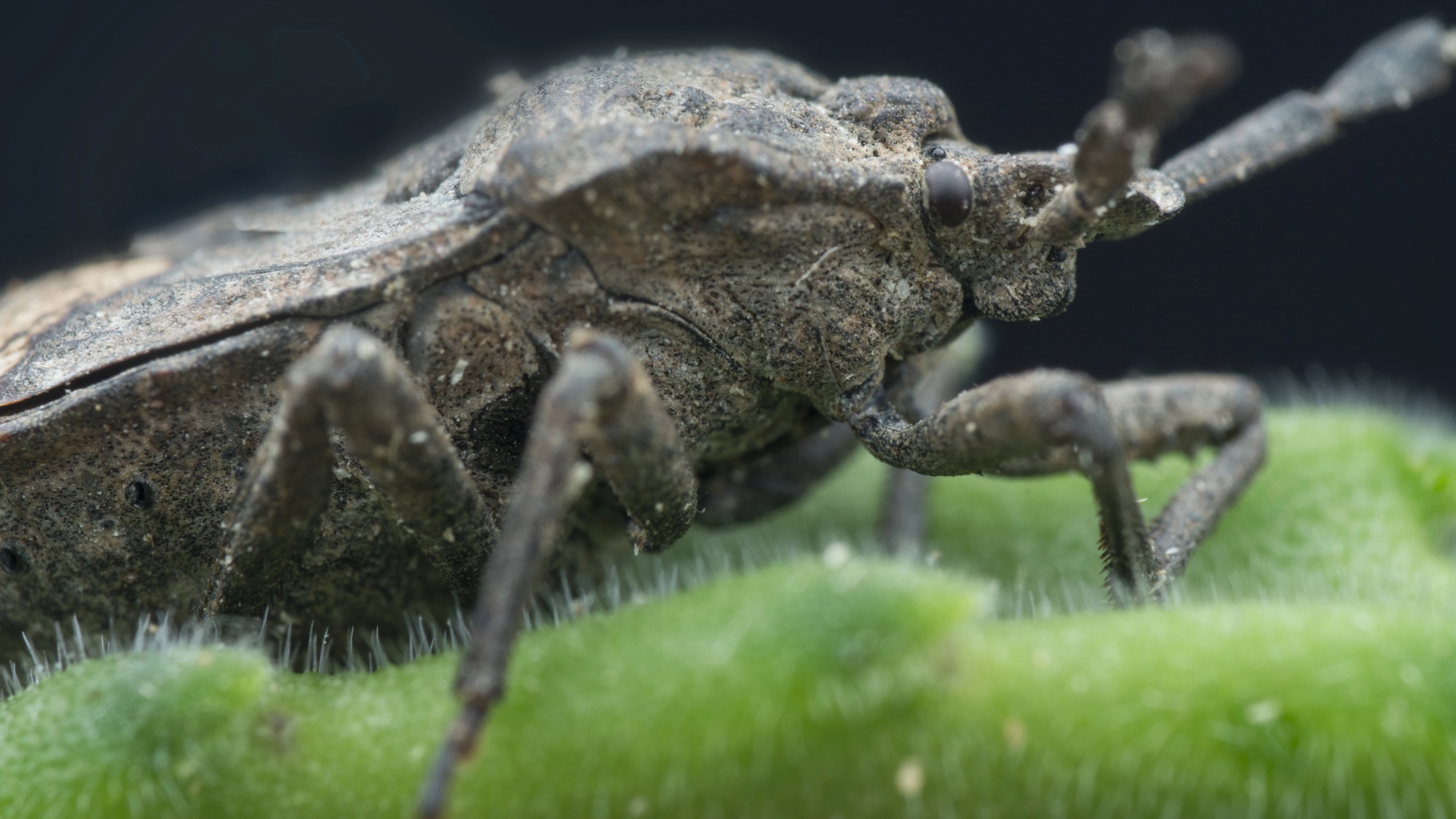 Close up of stink bug on leaf