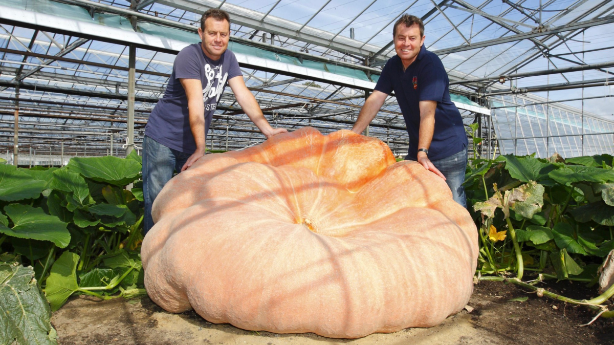 Giant pumpkin growers face off for world gourd domination | Popular Science