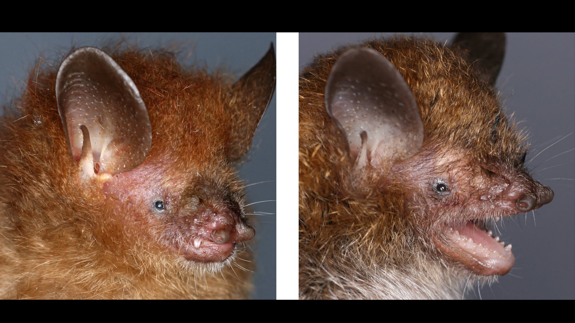 Two close up shots of two tube-nosed bat species