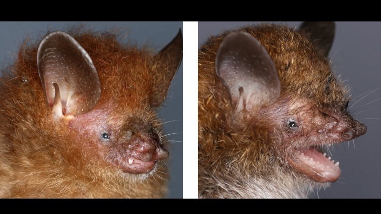 Two close up shots of two tube-nosed bat species