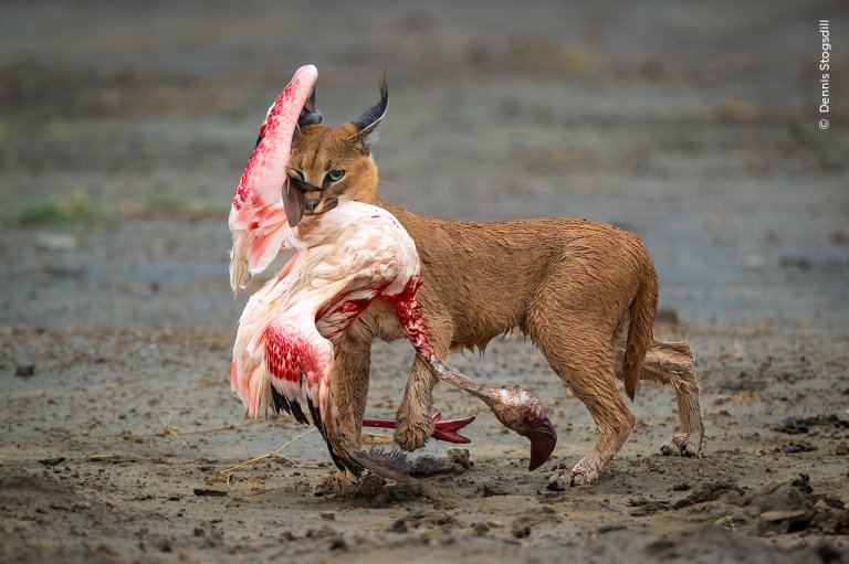 a big cat with flamingo in its mouth dead