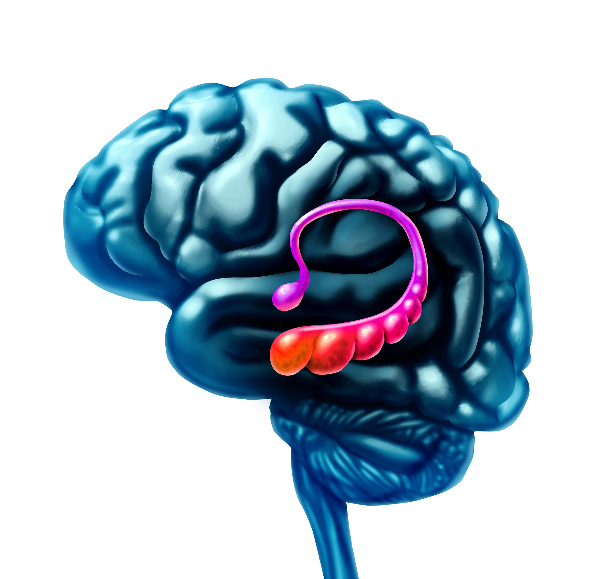 A detailed 3D illustration of a human brain in a blue-gray color, seen from the side. Highlighted in bright pink, orange, and red is the limbic system, specifically the amygdala (red-orange, at the bottom) and the hippocampus (pink, curving above and behind the amygdala), set against a white background.