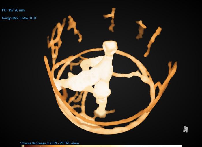 Image shows a micro-CT scan of an ant colony. 