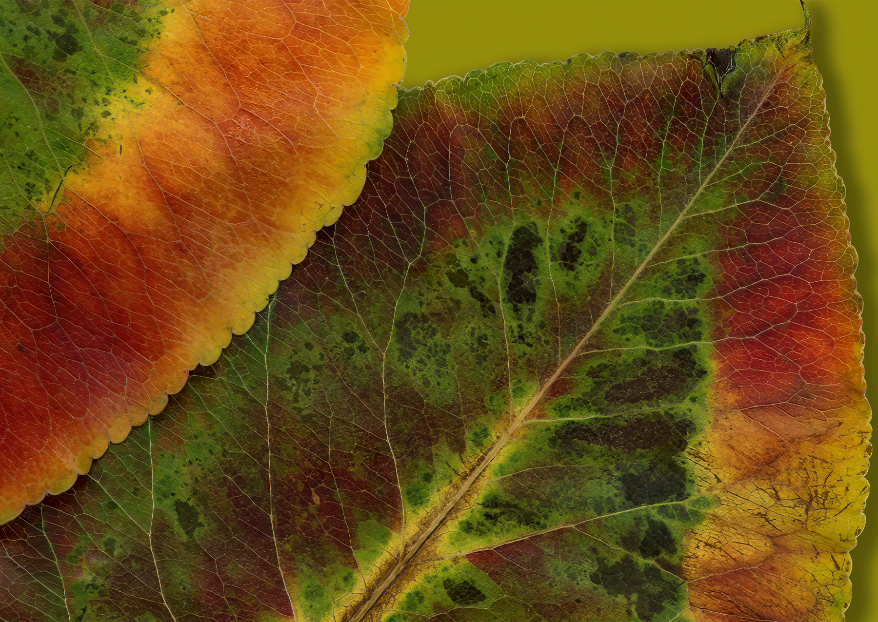 Autumn is my favorite time of the year. The colors of the leaves are caused by the breakdown of the green pigment called chlorophyll. Chlorophyll helps the leaves extract energy from sunlight. Since the chlorophyll is not being replenished in the autumn, the yellowish and red pigments now can be seen. Image: Felice Frankel. 