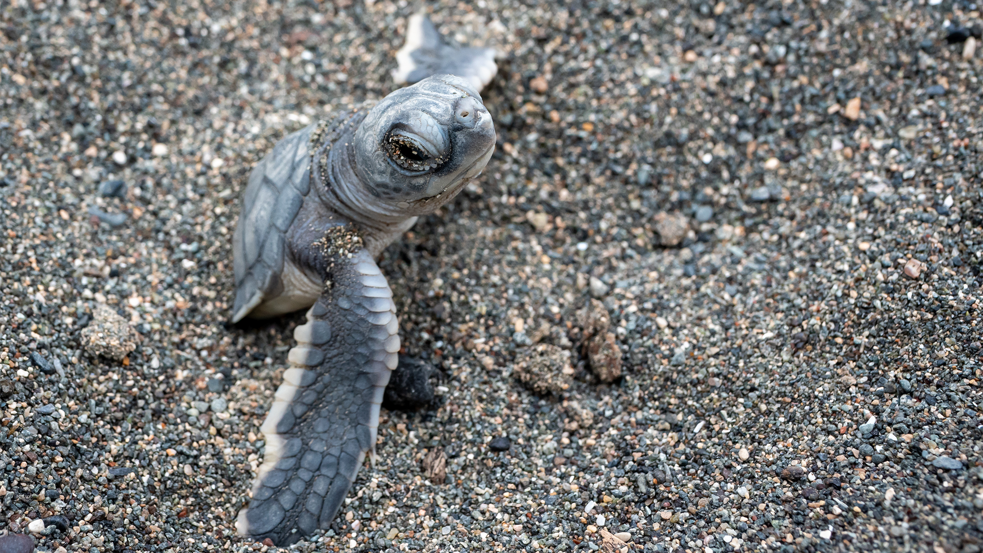 Green sea turtle no longer Endangered | Popular Science