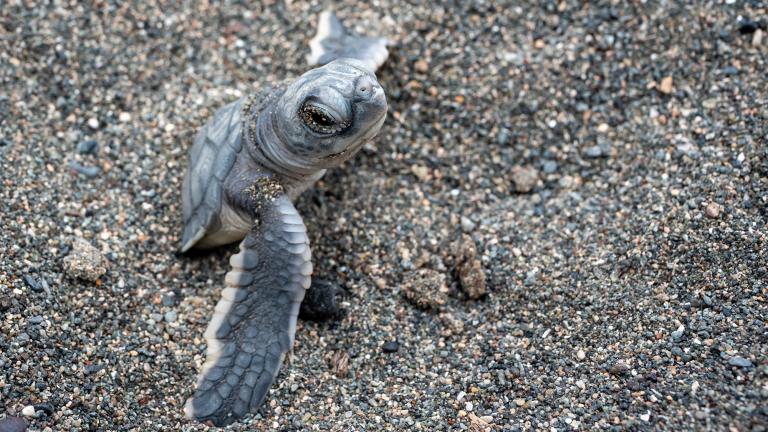 a baby sea turtle crawling on sand