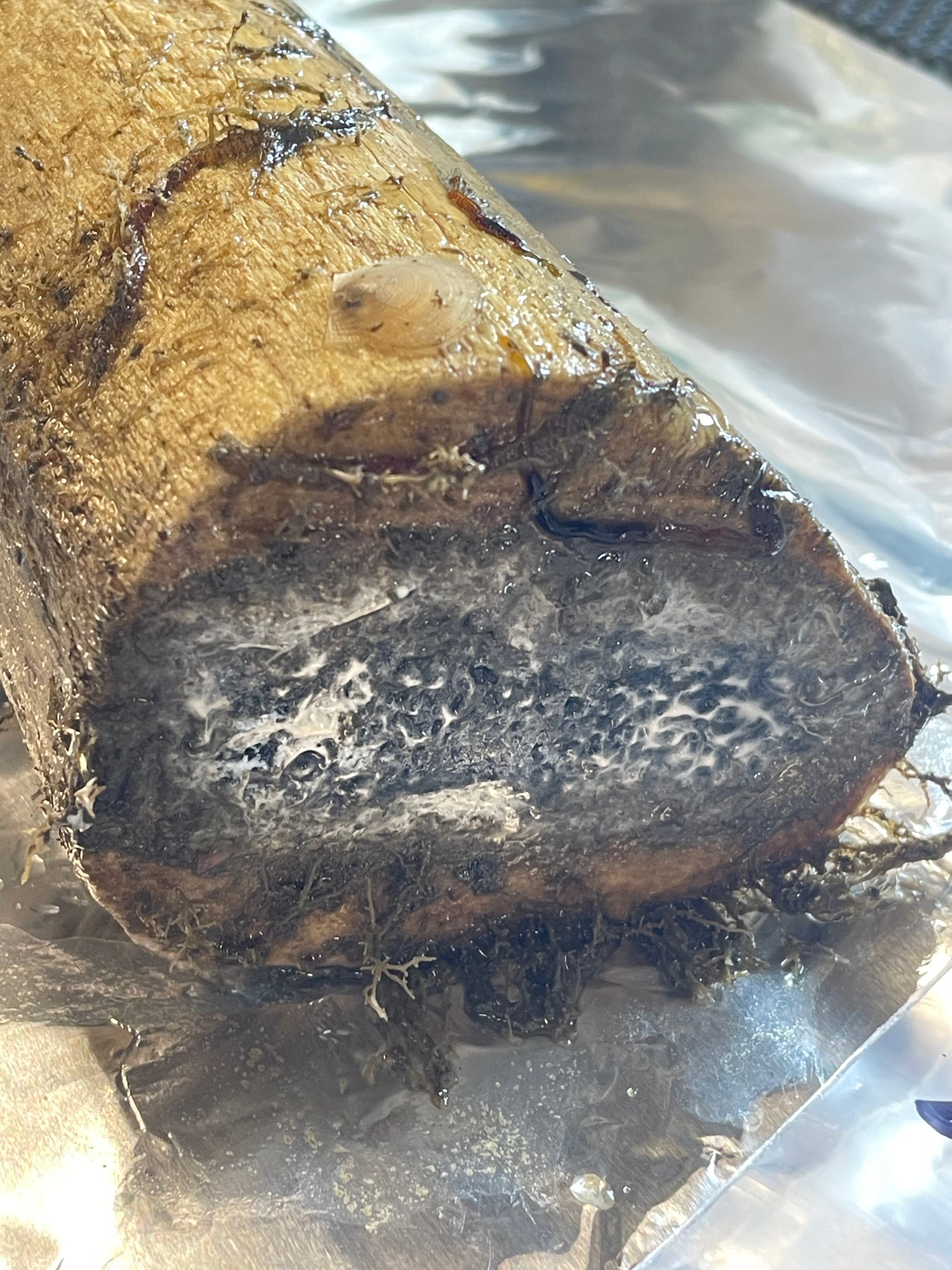 Whale bone experiment recovered from Barkley Canyon in 2023