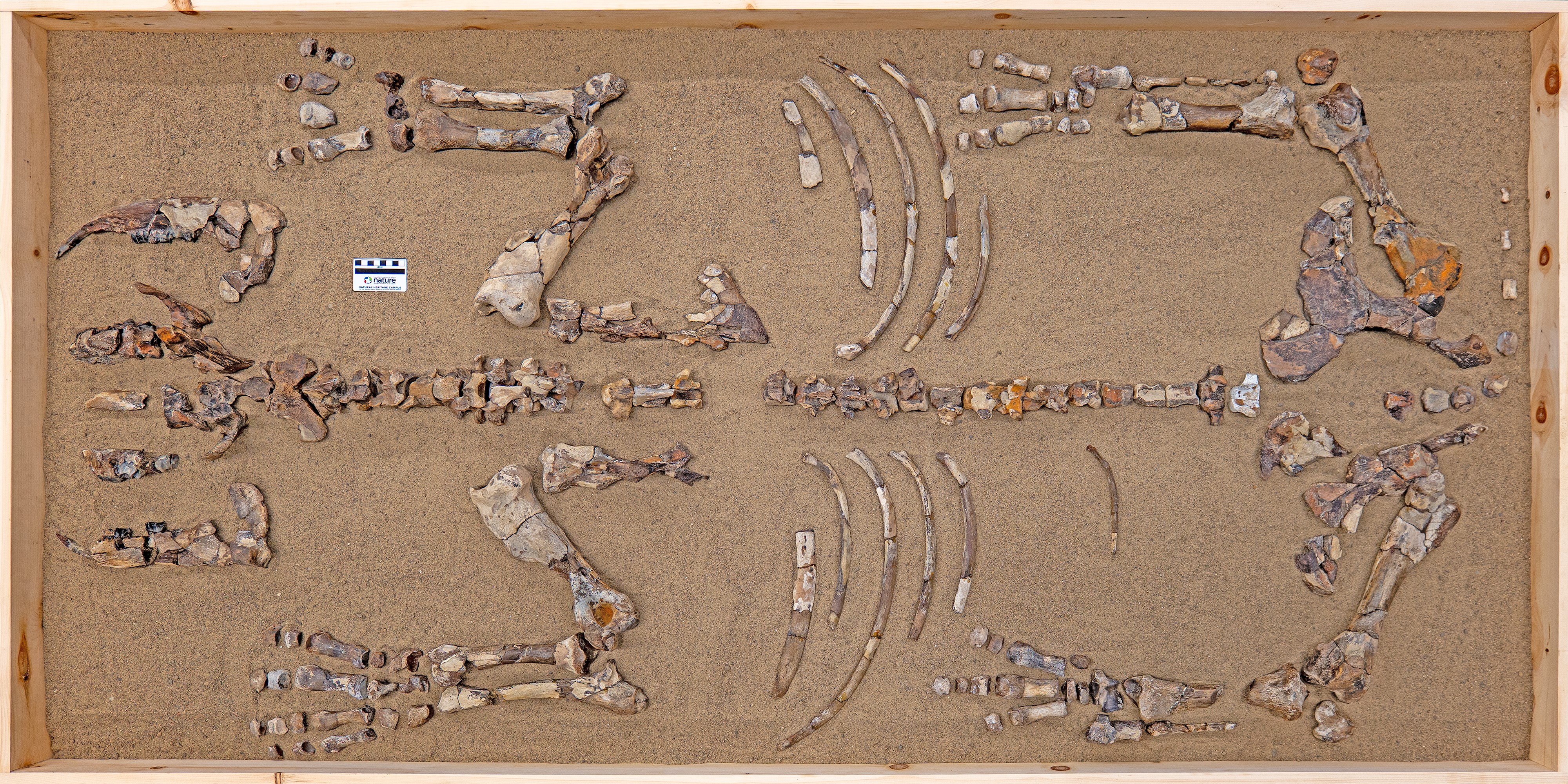 Overhead view of the fossil of Epiatheracerium itjilik with its bones laid out on a sandy base. About 75 percent of the animal's bones were recovered, including diagnostic parts such as the teeth, mandibles and pieces of the cranium.