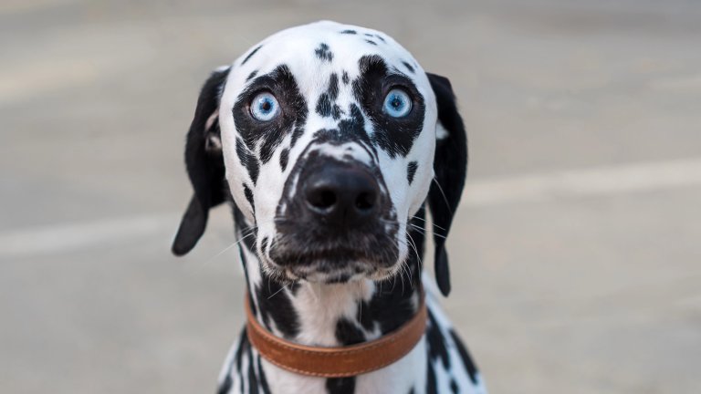 A close-up, head-on portrait of a Dalmatian dog with striking bright blue eyes. The dog has a white face with black spots covering its head and ears, and is wearing a brown leather collar. The background is a simple, blurred gray surface.