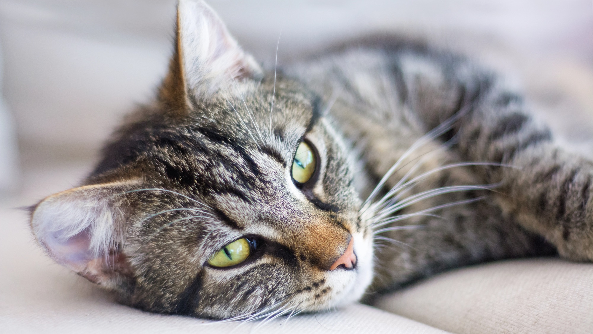 tabby cat laying down