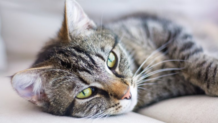 tabby cat laying down
