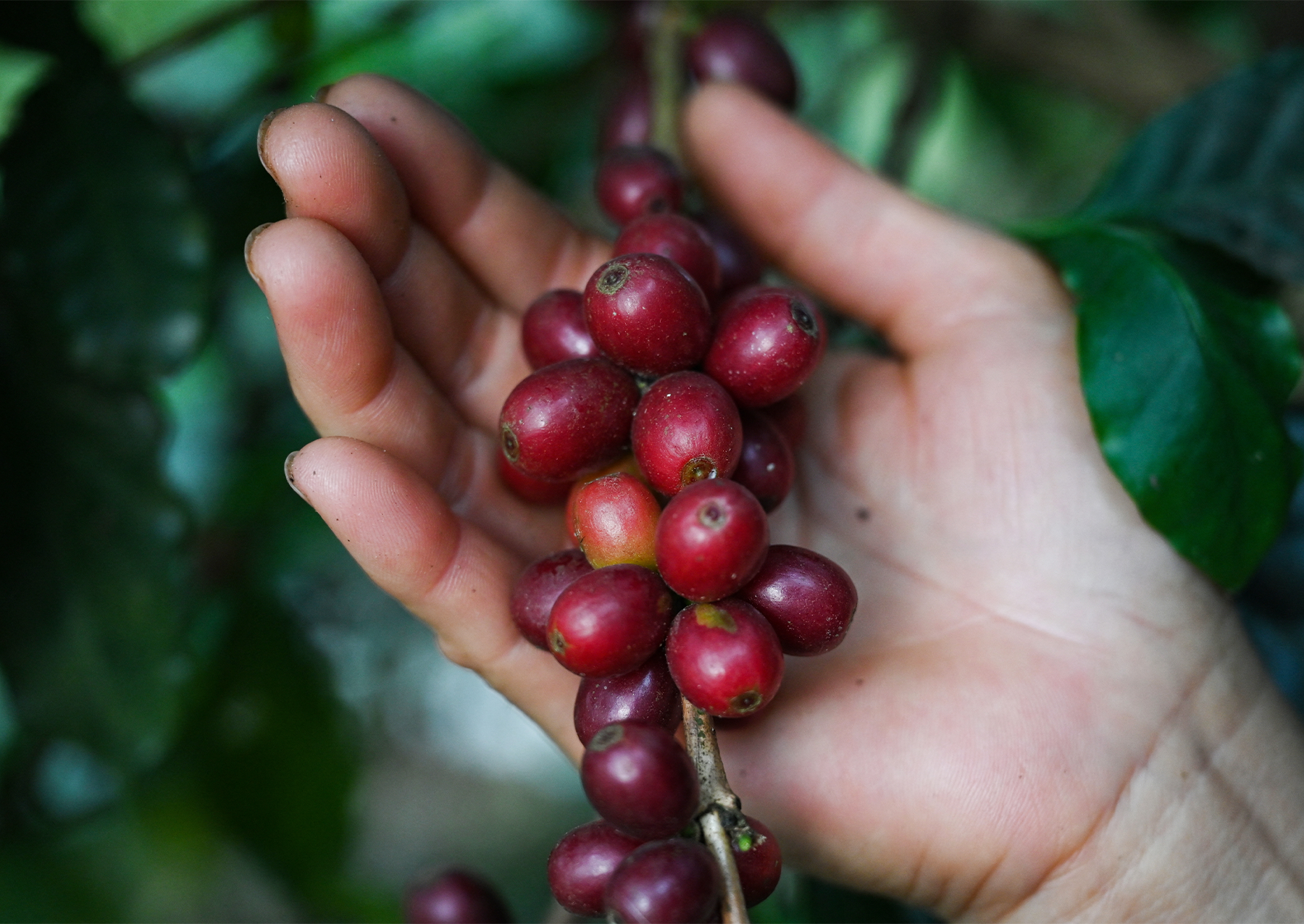 a woman holds a coffee plant's red berries