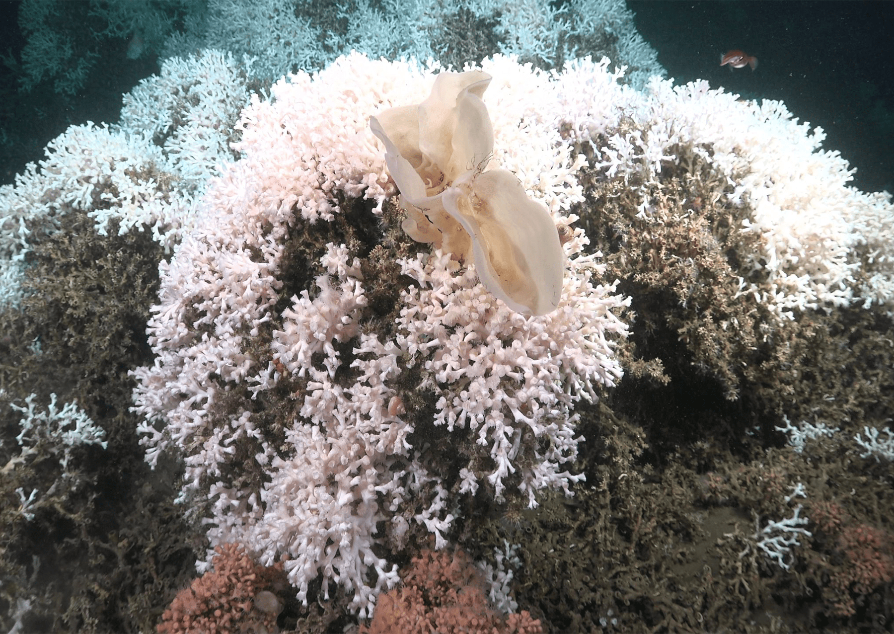 A sponge (Haliclona sp) atop a large mound of Desmophyllum pertusum, a slow-growing, cold-water stony coral species recently designated as vulnerable to extinction, documented at 269 meters deep. This dive took place near the head of the Cabo Polonio submarine canyon. The site is influenced by the Brazil Current, which carries Tropical and Central Waters of the South Atlantic. 