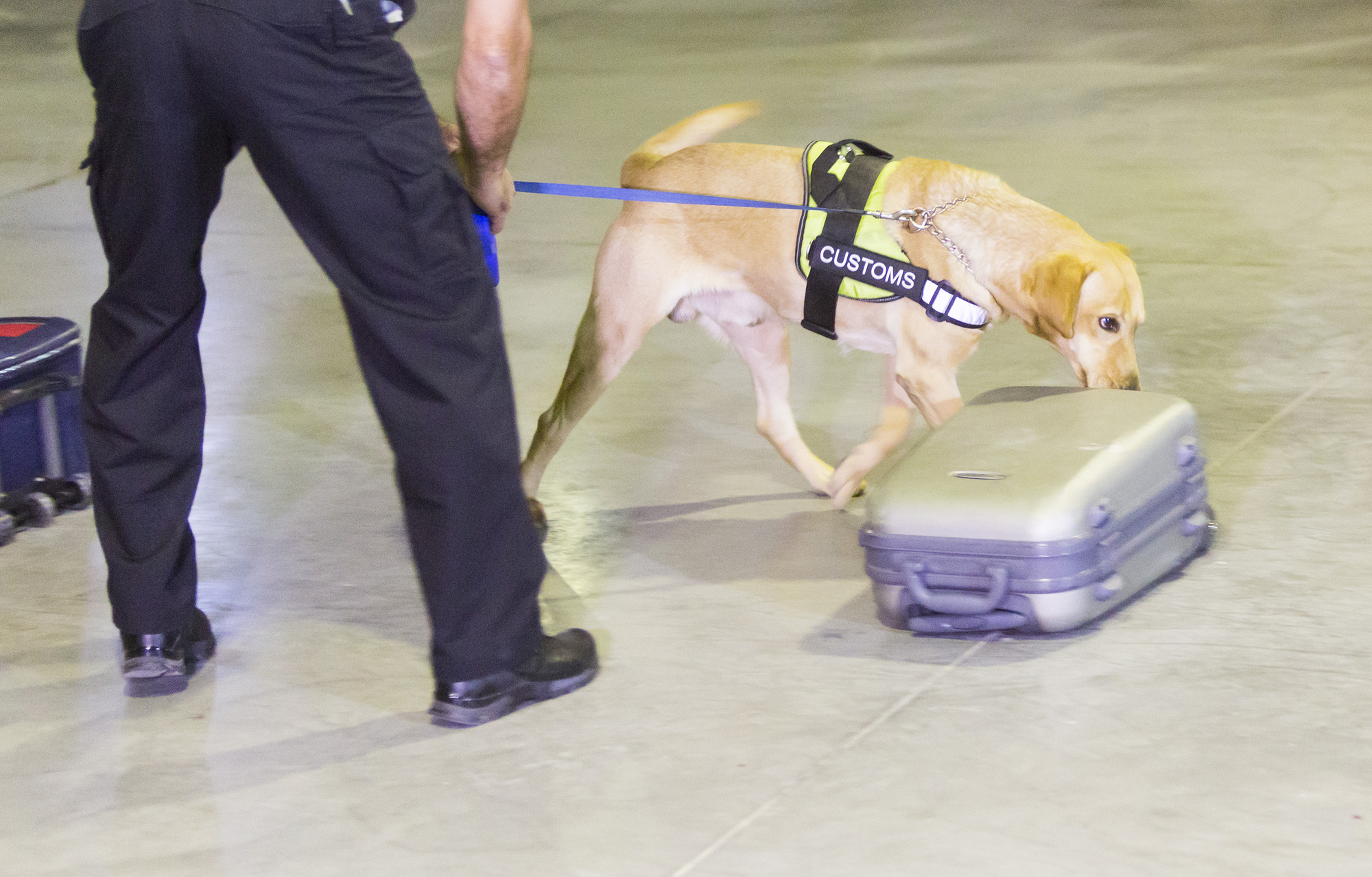 A customs officer's legs and feet are visible on the left, holding a blue leash attached to a yellow Labrador retriever. The dog is wearing a black vest labeled "CUSTOMS" and is intensely sniffing a closed, gray hard-shell suitcase on the floor of an airport or warehouse.
