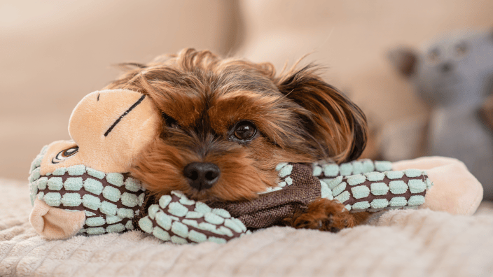 Curated visual reference: Gallery Detail: Dogs Really Can Be Addicted To Their Toys