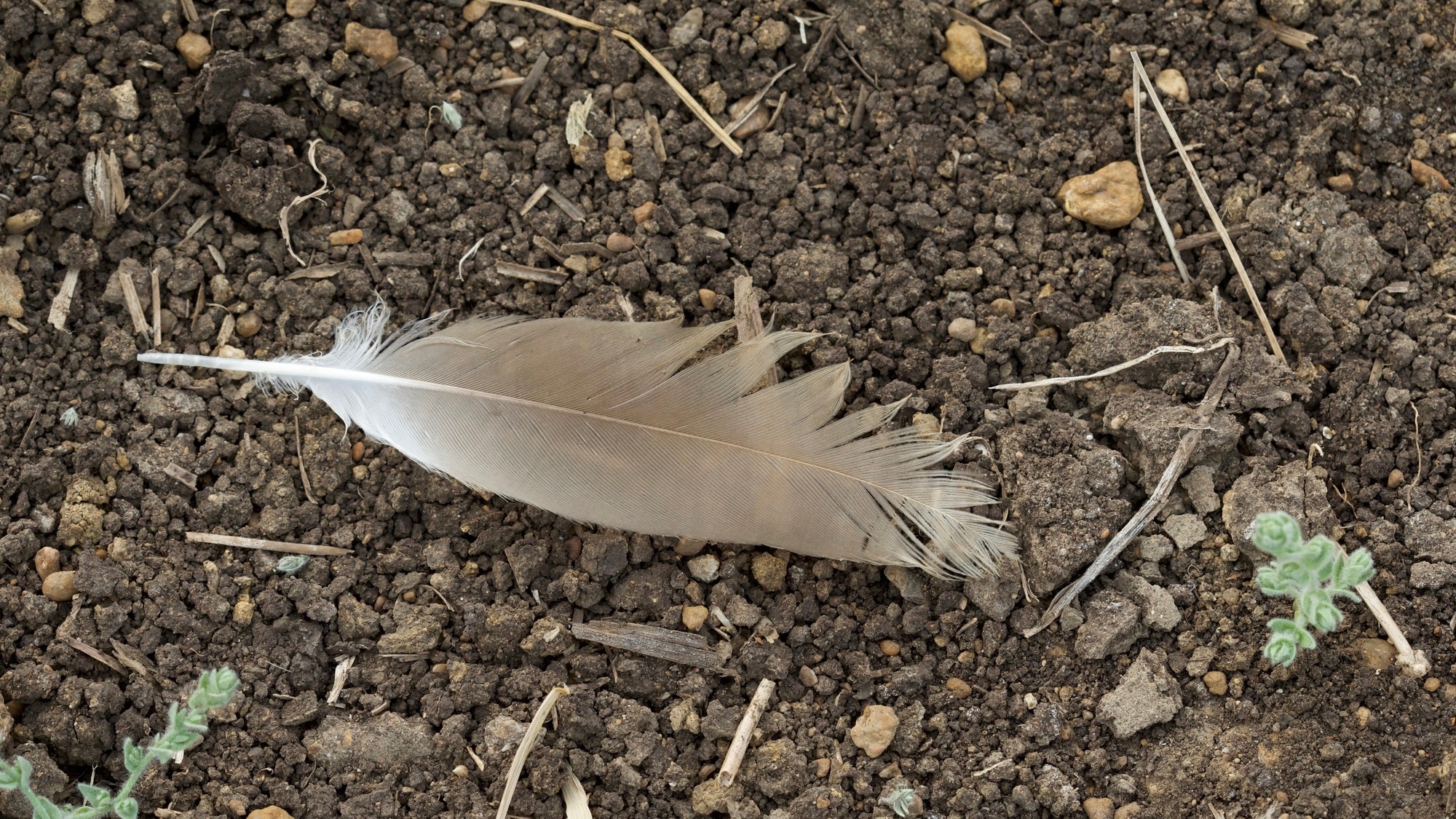 feather in dirt