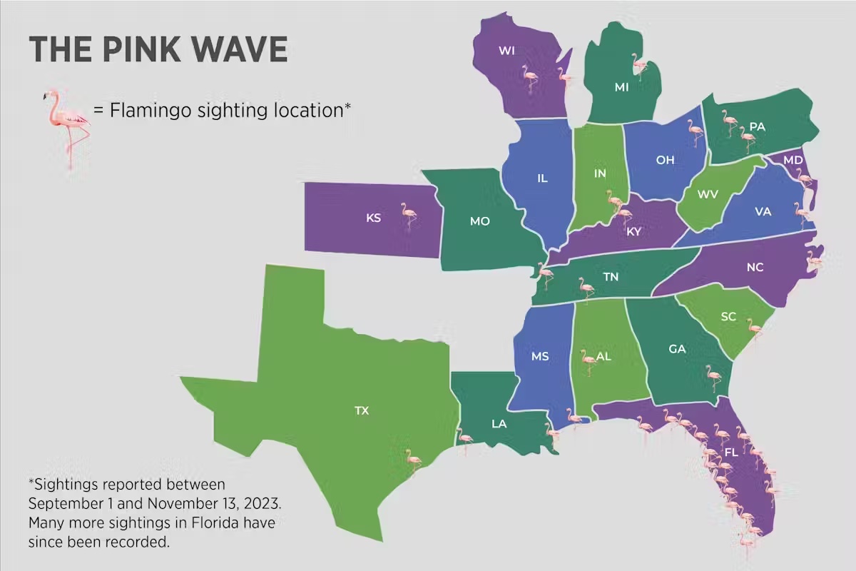 graphic of where flamingoes have been spotted in US