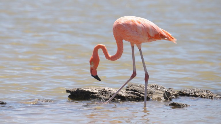 a flamingo in water
