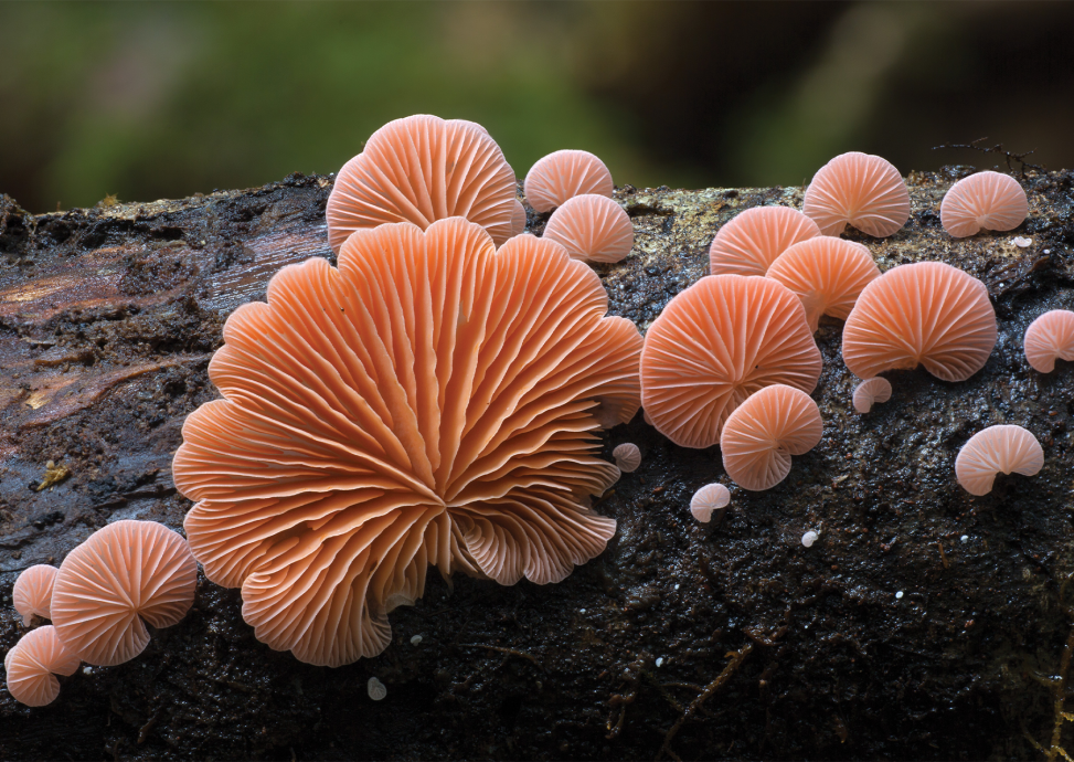 13 fascinating fungi photos that’ll really grow on you