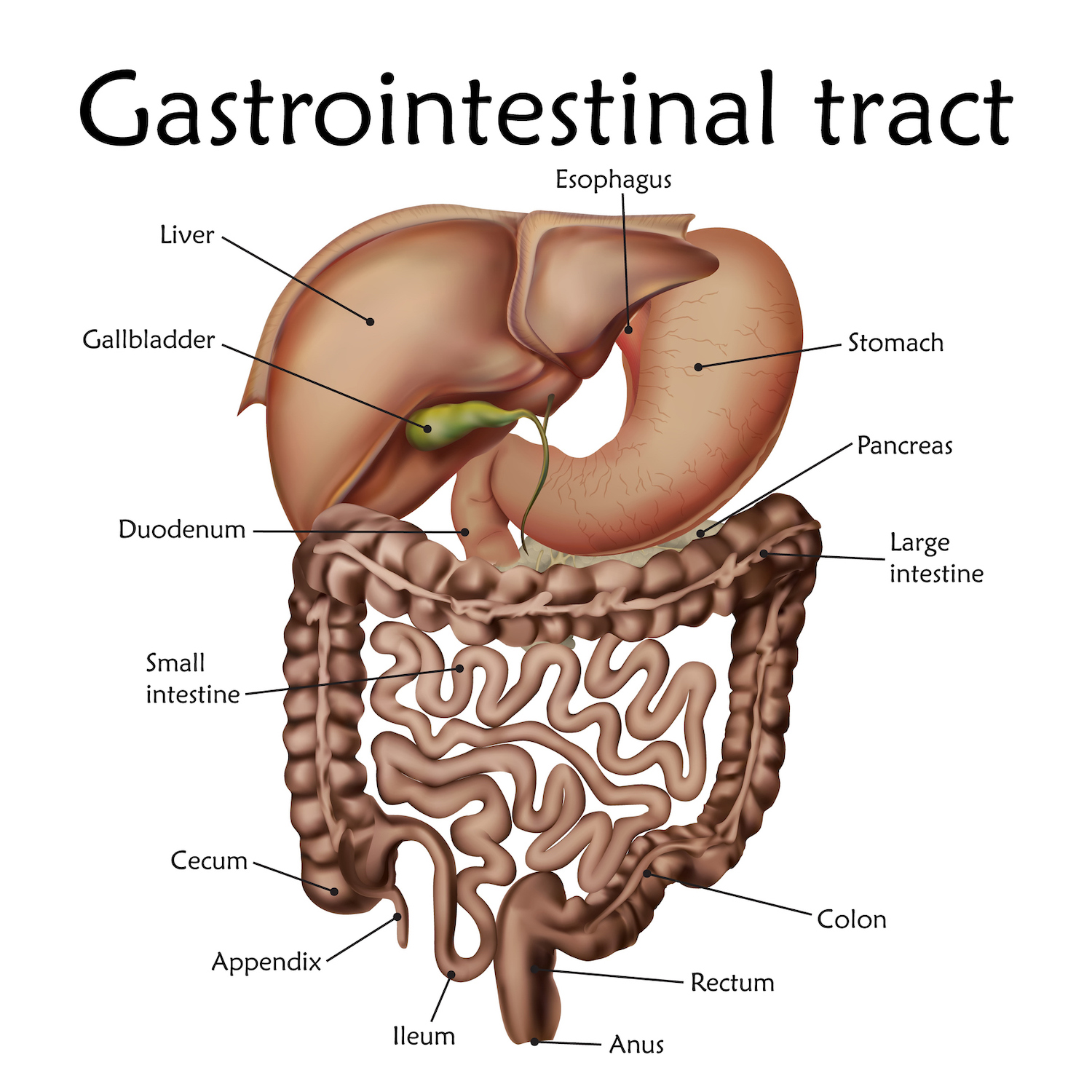 Gastrointestinal tract with labels, 