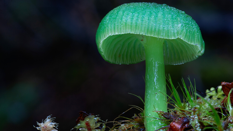 a glowing green capped mushroom