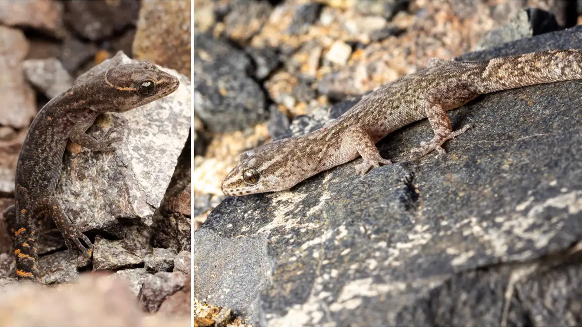 two gecko species
