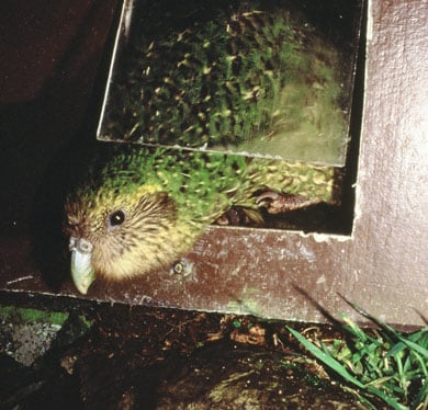 A kākāpō named Hoki uses a door in her pen.
