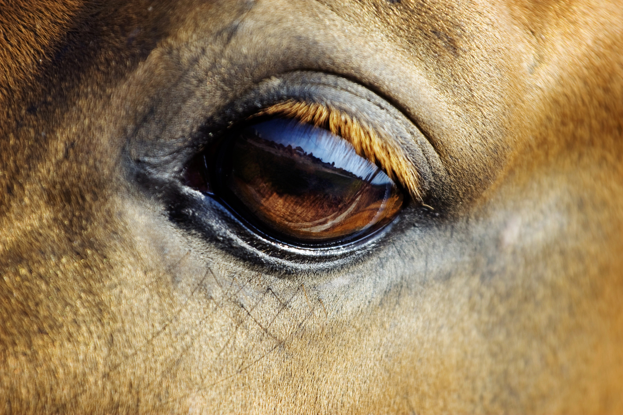 a horse's eye up close
