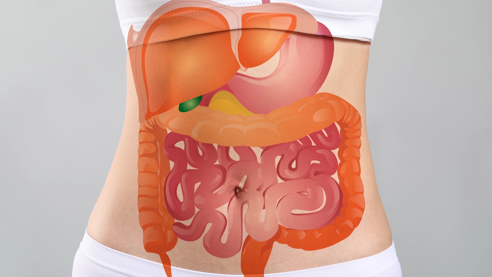 digestive system on a body
