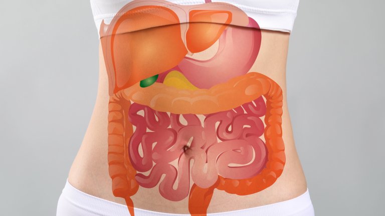 digestive system on a body