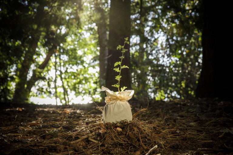 How human composting turns bodies into soil Popular Science