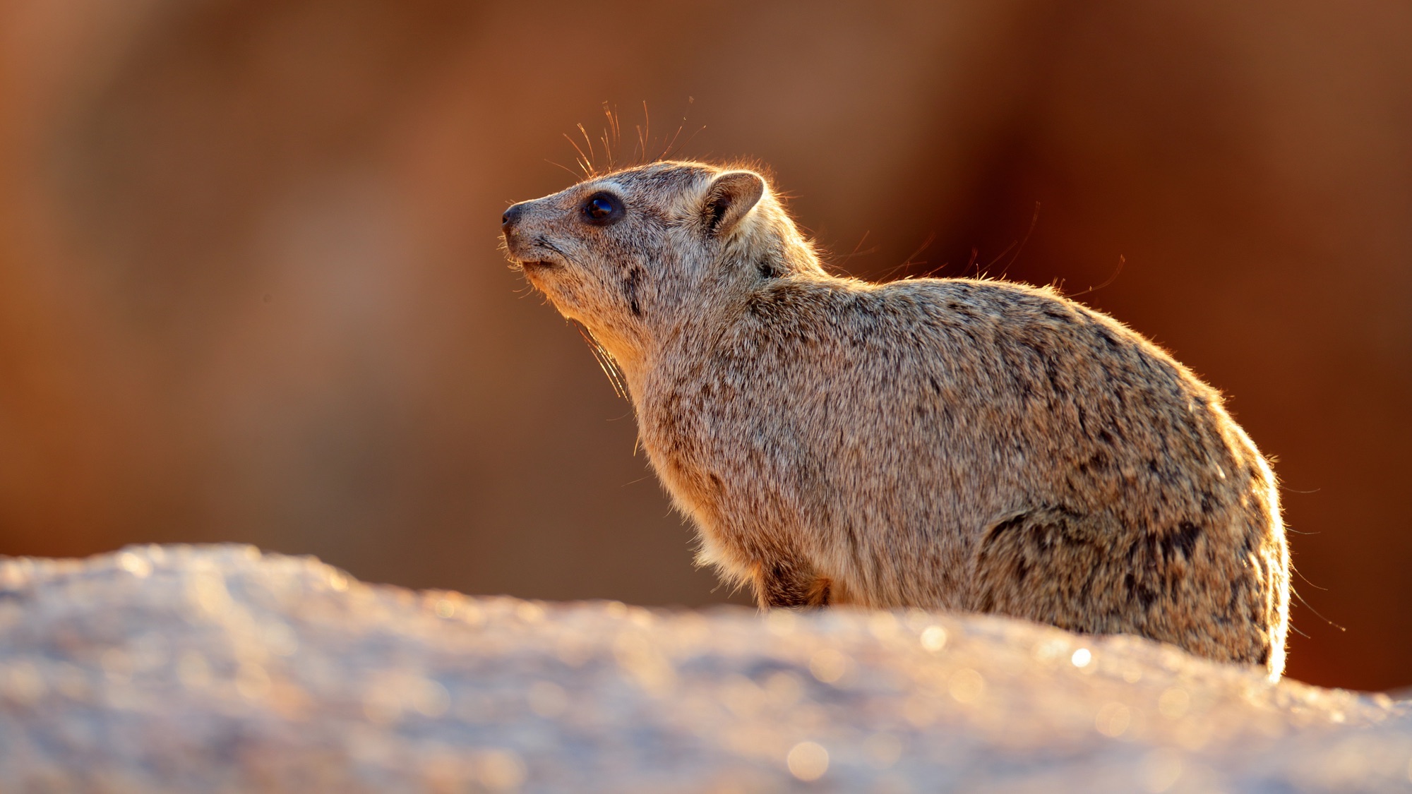 Face portrait of hyrax. Procavia capensis, Namibia. Rare interesting mammal from Africa. Rock Hyrax on stone in rocky mountain. Wildlife scene from nature.
