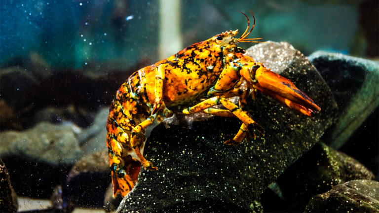 a lobster with orange and black coloring