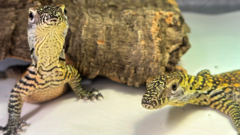 two baby komodo dragons