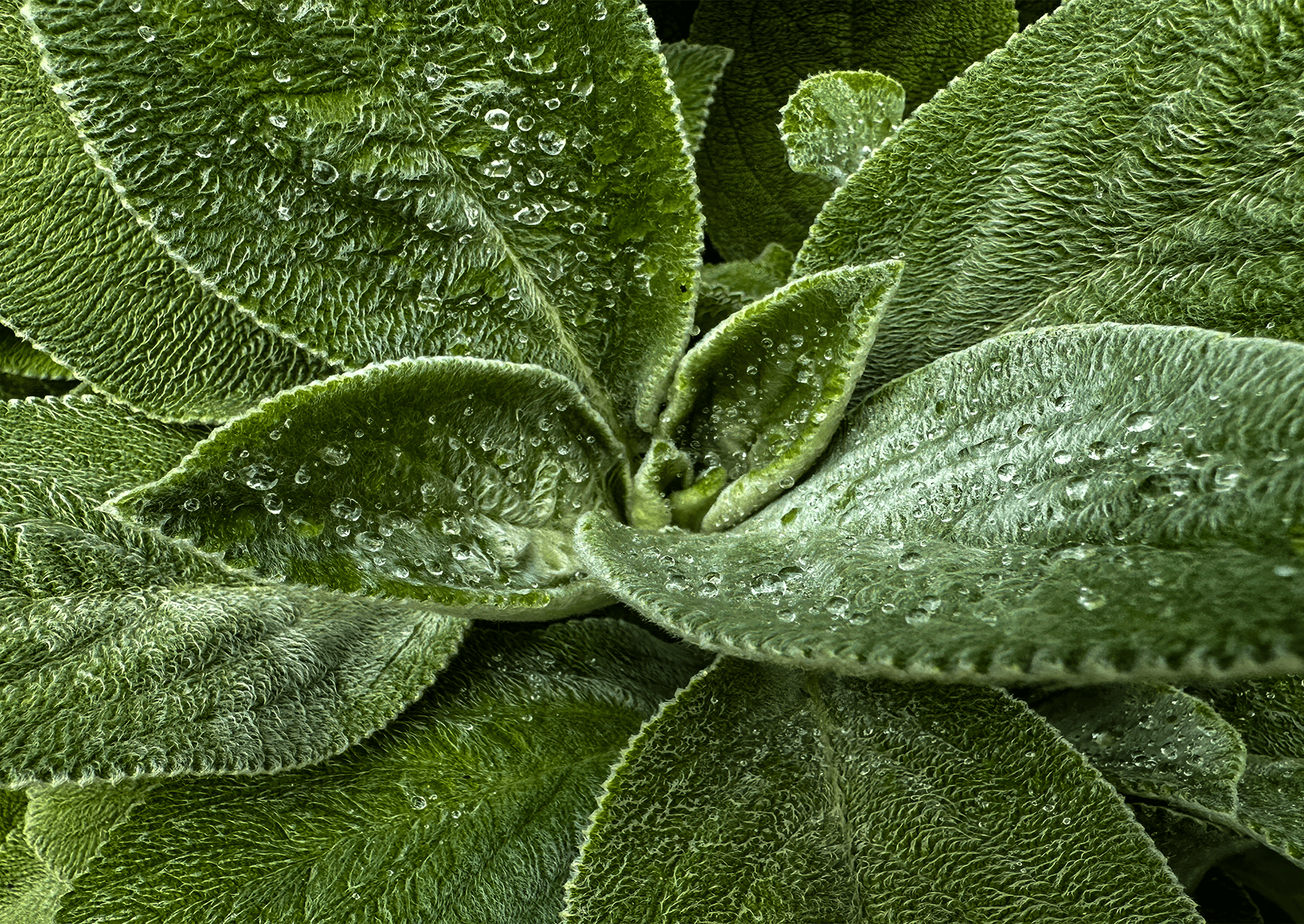 green leaves with a wavy texture