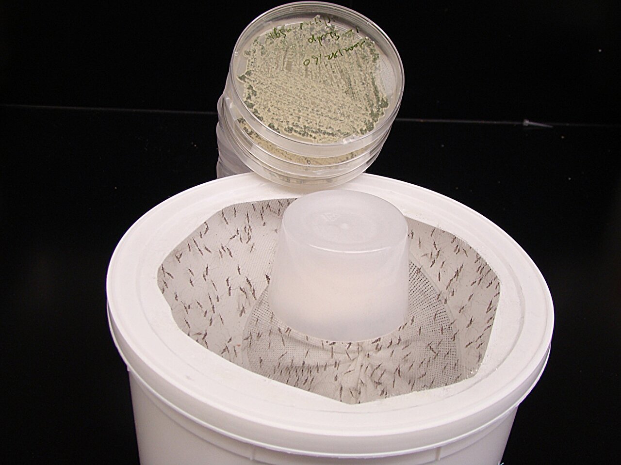 several dead mosquitoes in a white container