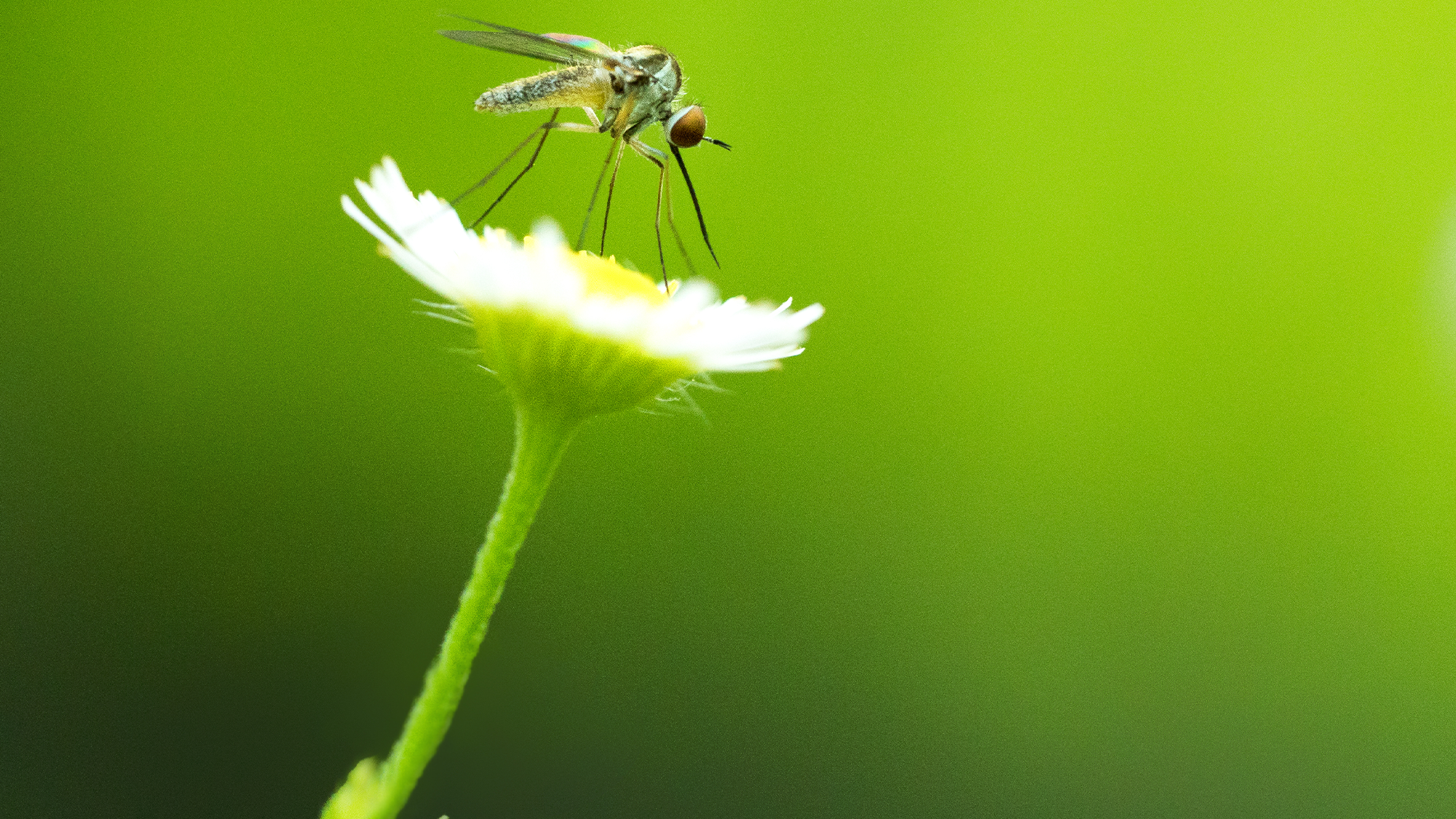 a mosquito on a white daisy