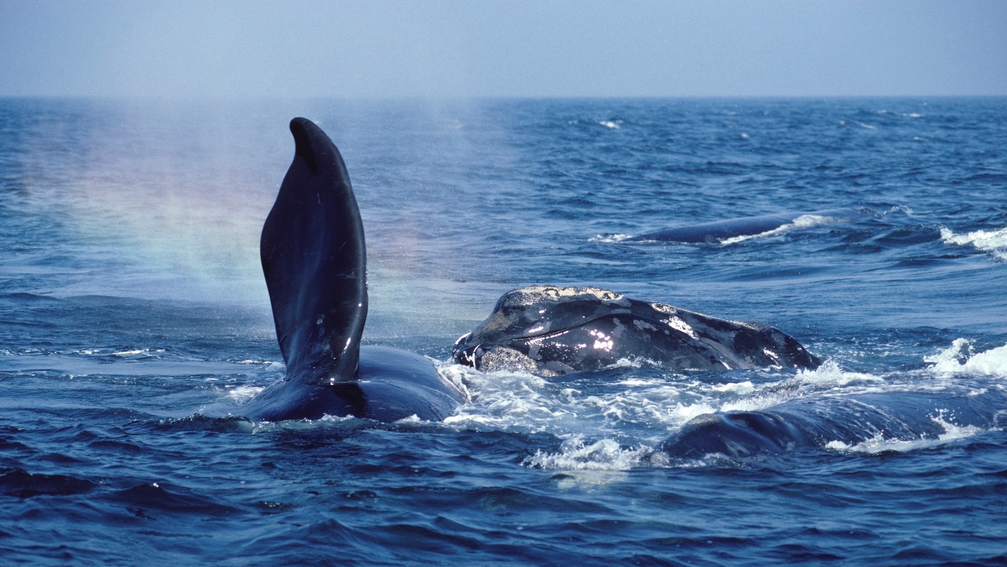 Northern right whale.Eubalaena glacialis.Courting group. Several males approach a female (on left). Bay of Fundy, New Brunswick, Canada