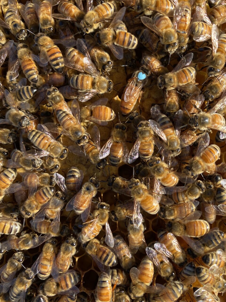 Queen honey bee marked with a blue heart.