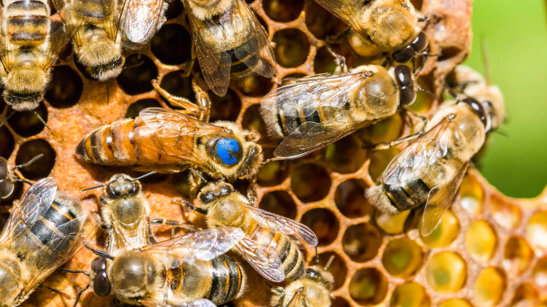 The blue marked Queen of a Carniolan honey bee (Apis mellifera carnica) colony is searching for a place to insert an egg.