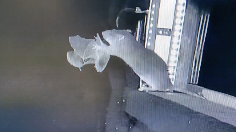 A dark, grainy infrared or night-vision security camera image shows a mouse or rat on a ledge or windowsill, grappling with and biting a flying bat. The bat is visible on the left, upside down in mid-air with its wings spread, as the rodent lunges at it. The entire scene is dominated by shades of white and gray against a dark background.