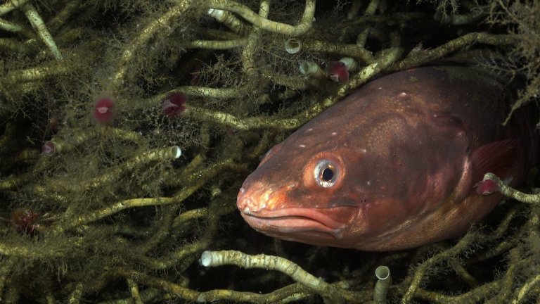 A red cusk-eel burrowed in among tubeworms at a methane seep off the coast of El Quisco in central Chile. Credit: Schmidt Ocean Institute