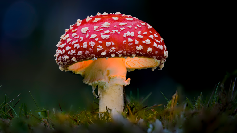 a mushroom with a white stem and a red cap with white dots