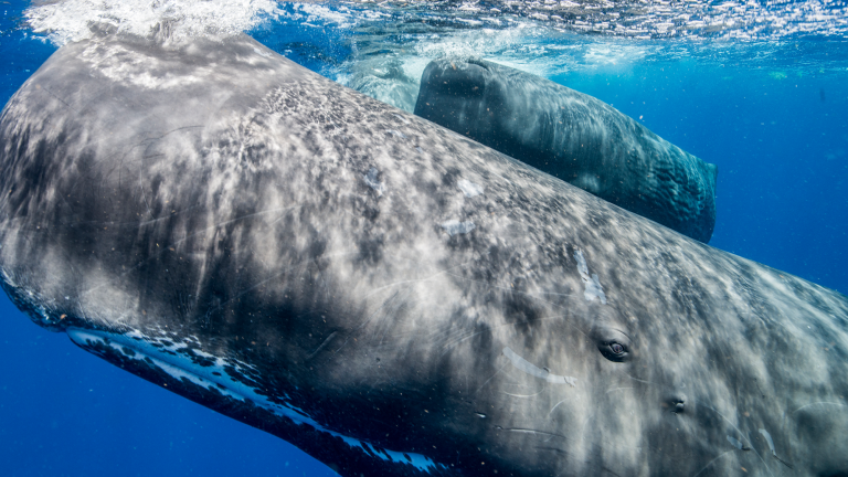 Sperm whales swimming in clear water