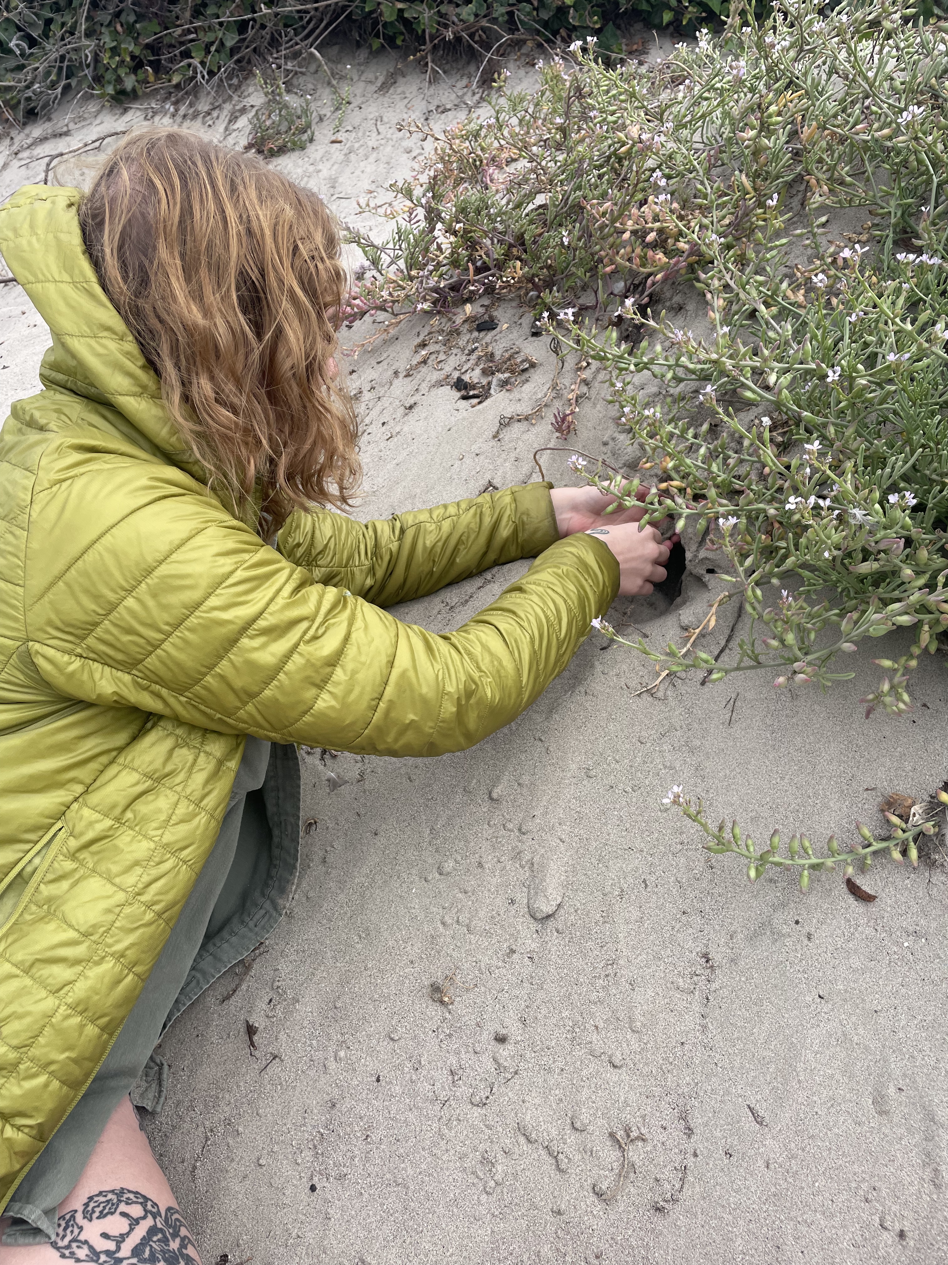 a scientists digging in a sand dune