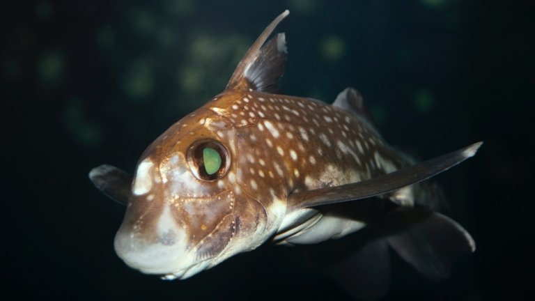 A Spotted Ratfish,Close Up