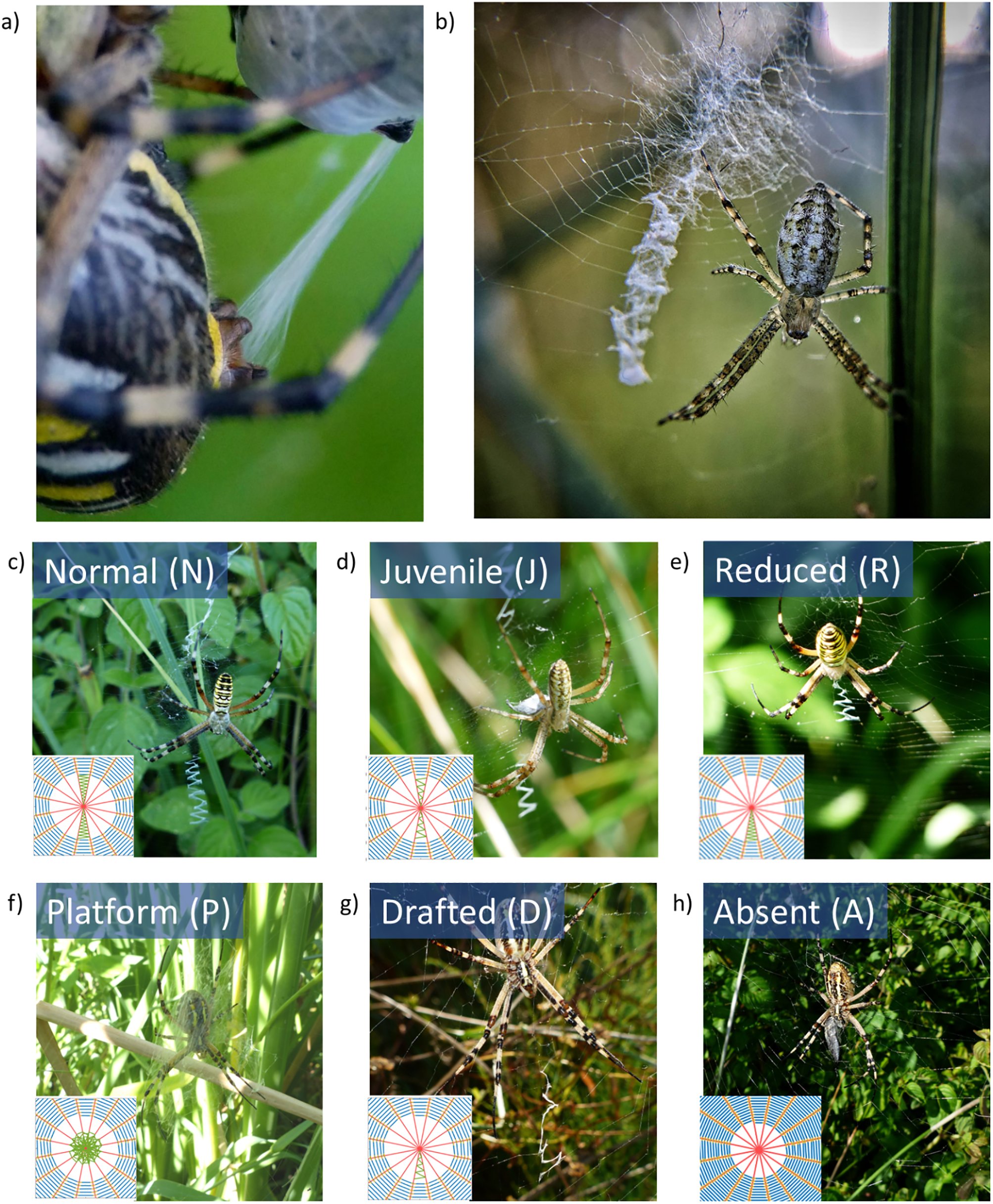 クモは巣を「飾る」 クモは巣を「飾る」