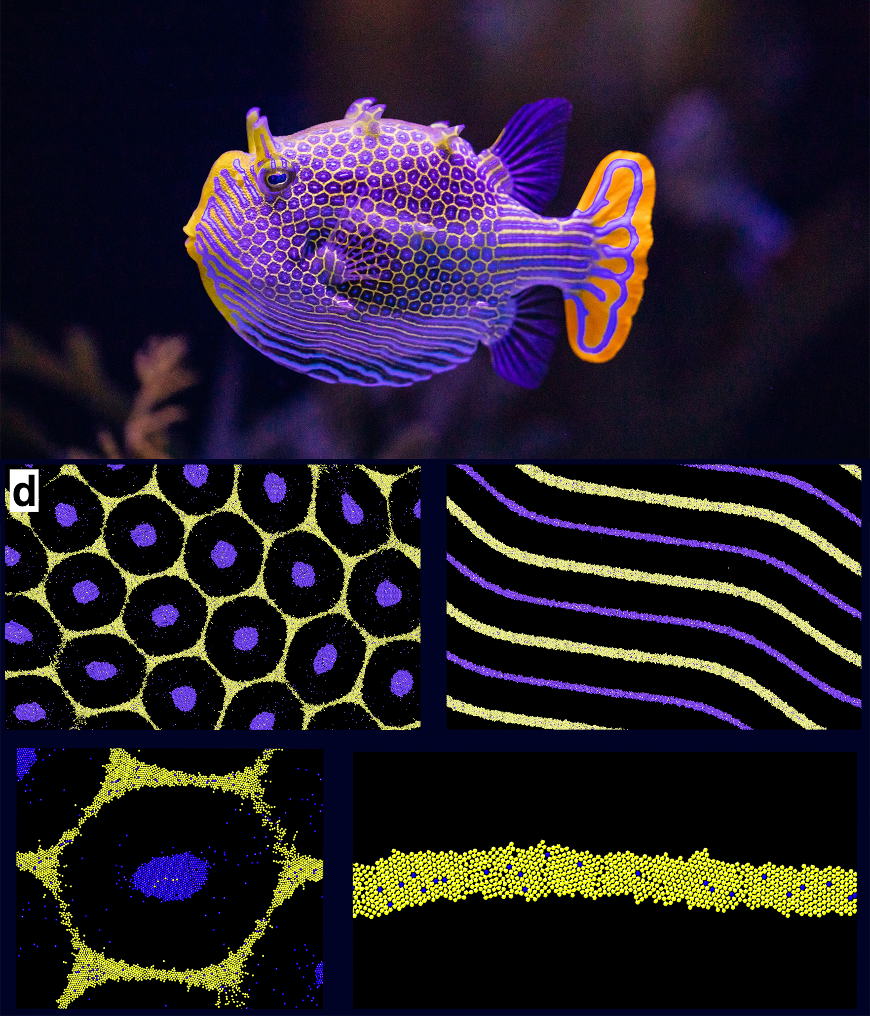 Top: A male ornate boxfish. Bottom: Simulated hexagon and stripe patterns obtained by diffusiophoretic assembly of two types of cells on top of the chemical patterns. 